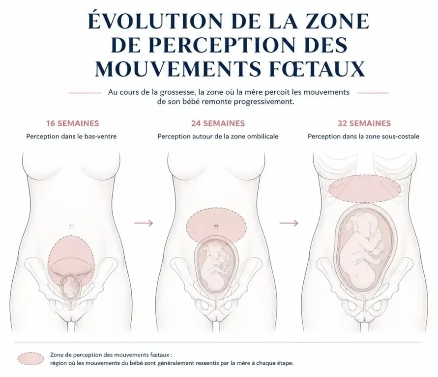 Schéma montrant l'évolution de la zone où l'on sent bébé bouger pendant la grossesse
